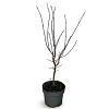 Acer pal. 'Skeeter's Broom' Pot 4 Liter 40 - 60 cm