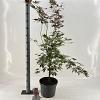 Acer pal. 'Sumi-nagashi' Pot 10 liter 120 - 130 cm