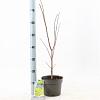 Acer pal. 'Summer Gold' Pot 3 Liter 40 - 50 cm