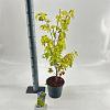 Acer pal. 'Summer Gold' Pot 3 Liter 40 - 50 cm