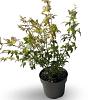 Acer pal. 'Summer Gold' Pot 4 Liter 40 - 60 cm