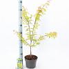 Acer pal. 'Summer Gold' Pot 10 liter 80 - 100 cm