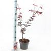 Acer pal. 'Trompenburg' Pot 3 Liter 60 - 80 cm
