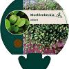 Muehlenbeckia axillaris Pot 9 cm
