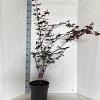 Acer pal. 'Trompenburg' Pot 10 liter 60 - 70 cm