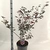 Acer pal. 'Trompenburg' Pot 10 liter 60 - 70 cm