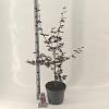 Acer pal. 'Trompenburg' Pot 10 liter 60 - 70 cm