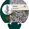 Nepeta 'Purssian Blue' Pot 9 cm
