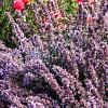 Nepeta 'Purssian Blue' Pot 9 cm