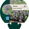 Nepeta faassenii 'Blue Wonder' Pot 9 cm