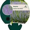 Nepeta faassenii 'Junior Walker' Pot 9 cm