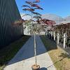 Albizia julibr. 'Evi's Pride' Pot 10 liter Stam 120 cm