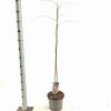 Albizia julibr. Ombrella Pot 5 Liter 50 - 60 cm