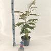 Albizia julibr. Ombrella Pot 5 Liter 50 - 60 cm
