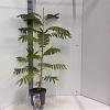 Albizia julibr. Ombrella Pot 5 Liter 50 - 60 cm