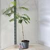 Albizia julibr. Ombrella Pot 5 Liter 50 - 60 cm