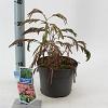 Albizia julibr. Ombrella Pot 3 Liter 70 - 80 cm