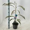 Albizia julibr. Ombrella Pot 3 Liter 70 - 80 cm