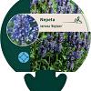 Nepeta nervosa 'Neptune' Pot 9 cm
