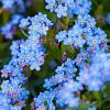Myosotis scorpioides Pot 9 cm