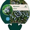 Myosotis scorpioides Pot 9 cm