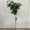 Albizia julibr. Ombrella Pot 15 liter stam 150 cm