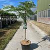 Albizia julibr. Ombrella Pot 15 liter 175 - 200 cm