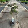 Albizia julibr. 'Summer Chocolate' Pot 3 Liter 70 - 80 cm