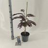 Albizia julibr. 'Summer Chocolate' Pot 3 Liter 70 - 80 cm