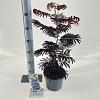 Albizia julibr. 'Summer Chocolate' Pot 3 Liter 70 - 80 cm