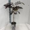 Albizia julibr. 'Summer Chocolate' Pot 3 Liter 70 - 80 cm