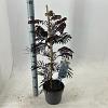 Albizia julibr. 'Summer Chocolate' Pot 3 Liter 70 - 80 cm