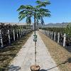 Albizia julibr. Tropical Dream C12 stam 150 cm