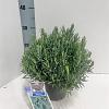 Andromeda polifolia 'Blue Ice' Pot 2 Liter 20 - 30 cm