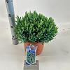 Andromeda polifolia 'Blue Ice' Pot 5 liter 25-30cm