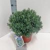 Andromeda polifolia 'Blue Ice' Pot 5 liter 25-30cm