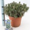 Andromeda polifolia 'Blue Ice' Pot 5 liter 25-30cm