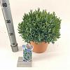 Andromeda polifolia 'Blue Ice' Pot 5 liter 25-30cm