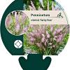 Pennisetum orientale 'Karley Rose' Pot 9 cm