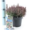 Andromeda polifolia 'Compacta' Pot 2 Liter 20 - 30 cm