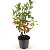 Aronia melanocarpa Pot 3 Liter 40 - 50 cm