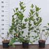 Aronia melanocarpa Pot 2 Liter60 - 80 cm