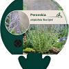 Perovskia atripl. 'Blue Spire' Pot 9 cm