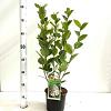 Aronia prunifolia 'Viking' Pot 2 Liter 20 - 30 cm