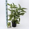 Aucuba jap. 'Crotonifolia' Pot 2 Liter30 - 40 cm