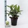 Aucuba jap. 'Variegata' Pot 2 Liter30 - 40 cm