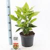 Aucuba jap. 'Variegata' Pot 3 Liter 30 - 40 cm