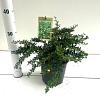 Berberis frikartii 'Telstar' Pot 2 liter 25-30cm