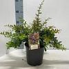 Berberis media 'Red Jewel' Pot 2 liter 25-30cm