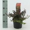 Berberis thunb. 'Atropurpurea Nana' Pot 2 Liter 10 - 20 cm